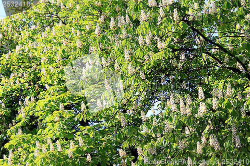 Image of Crowe of blossoming flowers of chestnuts