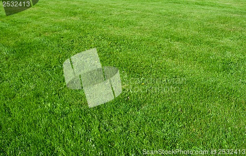 Image of Green grass