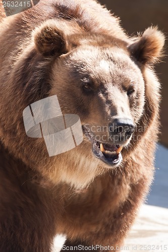 Image of Bear