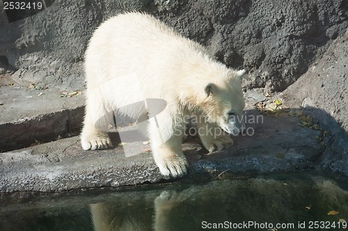 Image of Polar bear