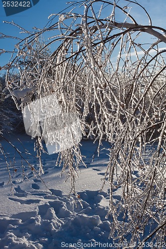 Image of Winter forest