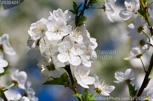 Image of Apple flowers