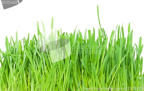 Image of Green grass