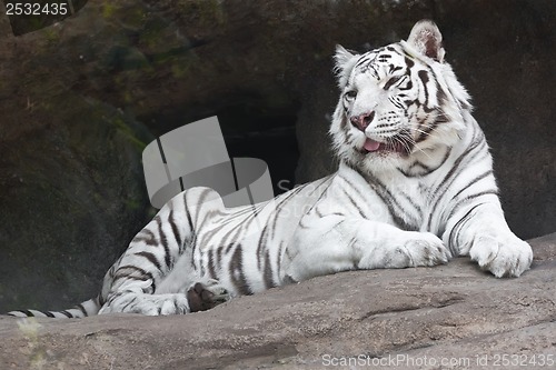 Image of White Tiger