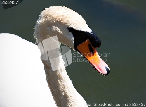 Image of White swan