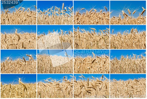 Image of Wheat field