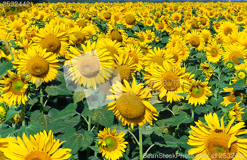 Image of Sunflowers