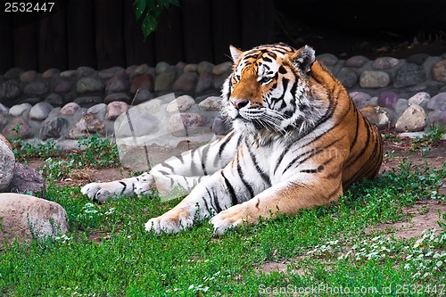 Image of Tiger