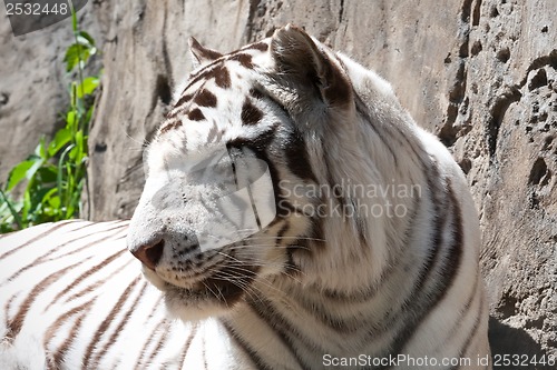 Image of White Tiger