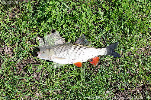 Image of Beautiful caught chub