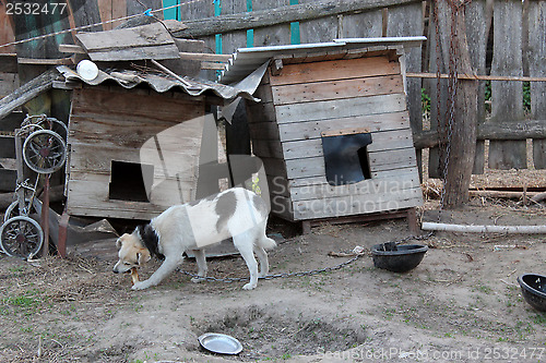 Image of dog on a chain eating near the kennel