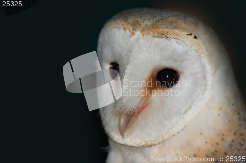 Image of Barn Owl