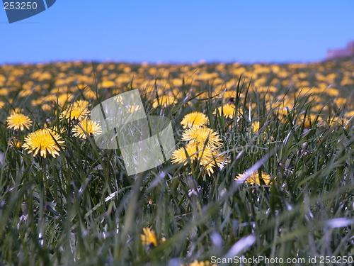 Image of Dandelions