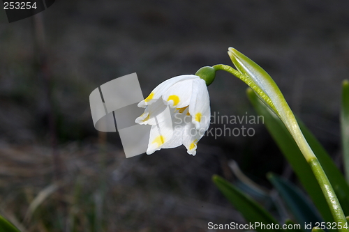 Image of Snowdrop flower