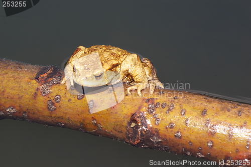 Image of frog resting on stick