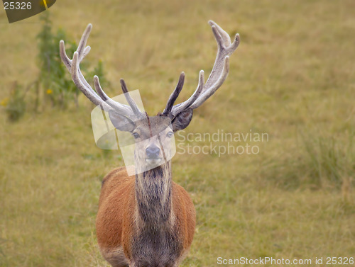 Image of Monarch of the Glen