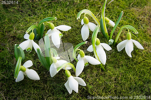 Image of The first flowers - snowdrops on the background of green moss
