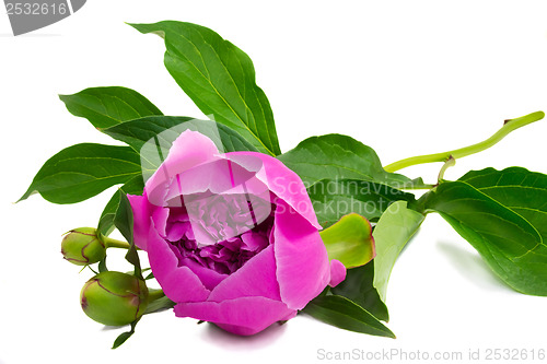 Image of Flowers and flower buds of peonies at white background.