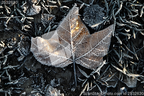 Image of Frozen leaf