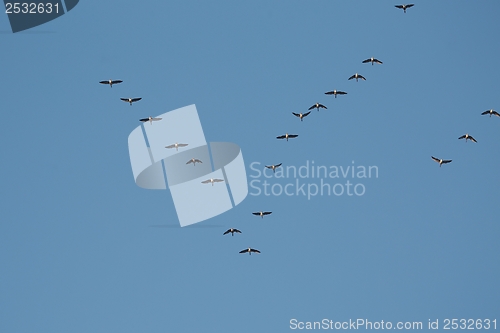 Image of Geese Flying