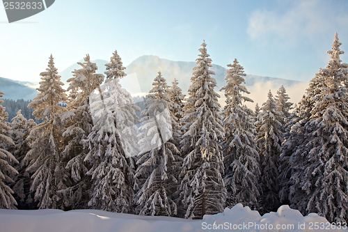 Image of Winter Landscape