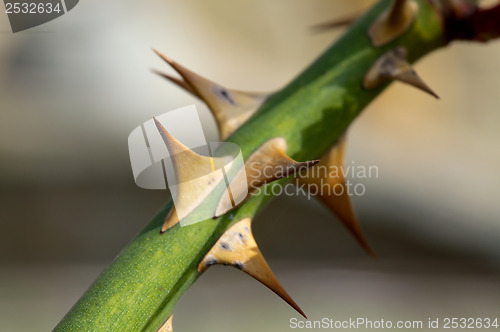 Image of Thorns