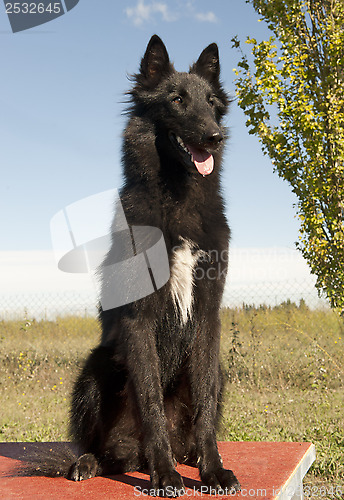 Image of groenendael