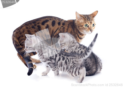 Image of bengal kitten and mother