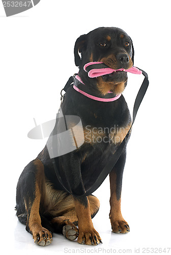 Image of rottweiler and leash