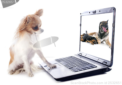 Image of chihuahua and computer