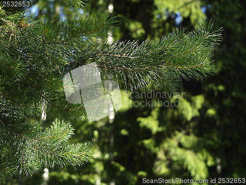 Image of pine needles