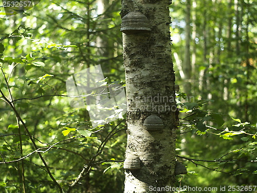 Image of Birch trunk