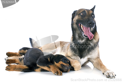 Image of malinois and puppy rottweiler