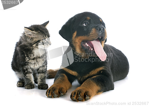 Image of puppy rottweiler and kitten