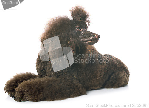 Image of brown poodle 