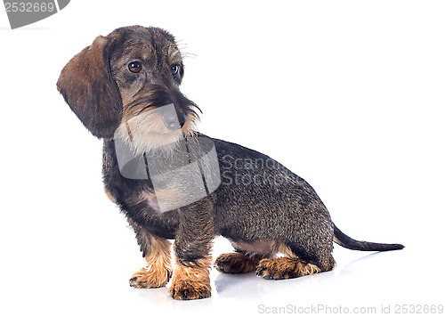 Image of puppy Wire haired dachshund