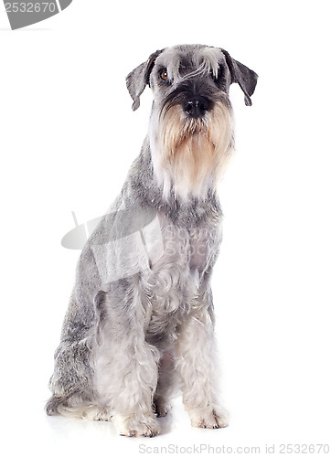 Image of standard schnauzer