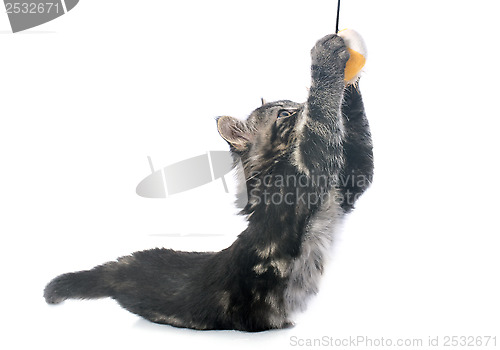 Image of playing gray kitten