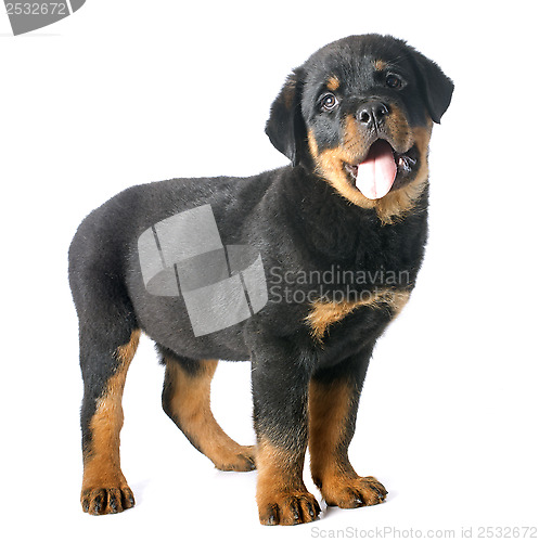 Image of puppy rottweiler