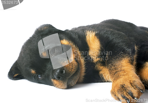 Image of puppy rottweiler