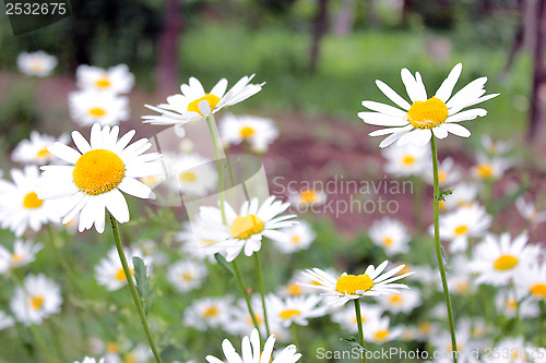 Image of flower-bed of white beautiful chamomiles