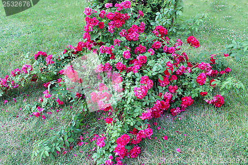 Image of beautiful flowers of red roses