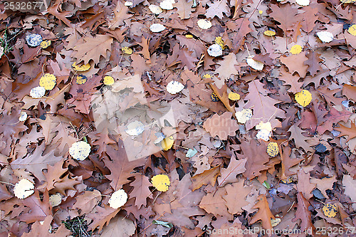 Image of Autumn park with leaves