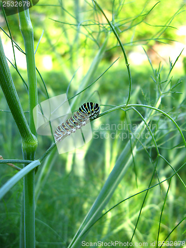 Image of Caterpillar of the butterfly machaon