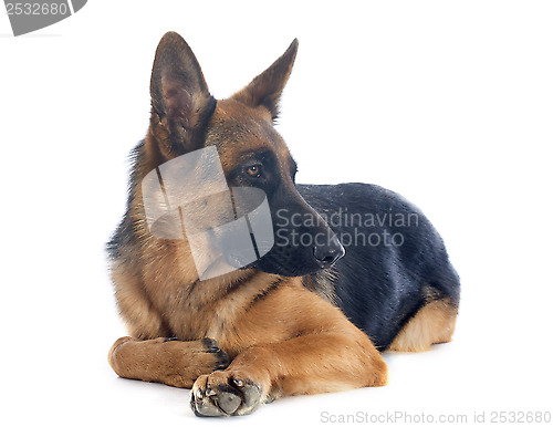 Image of german shepherd