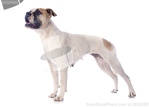 Image of american bulldog
