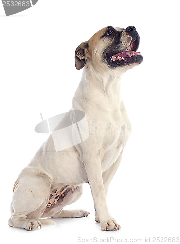 Image of american bulldog