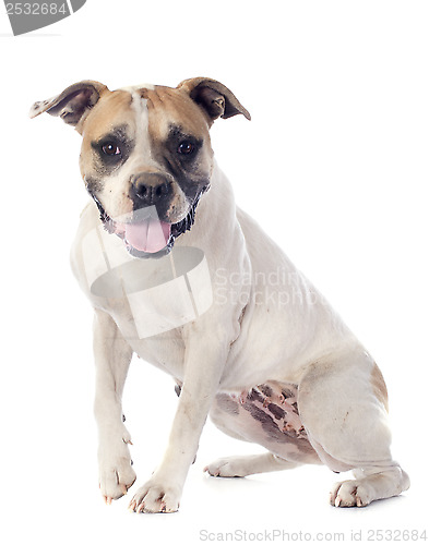 Image of american bulldog