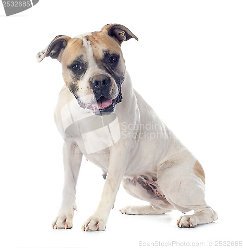 Image of american bulldog