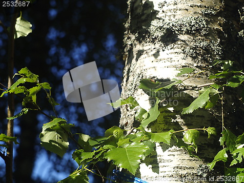 Image of Birch trunk